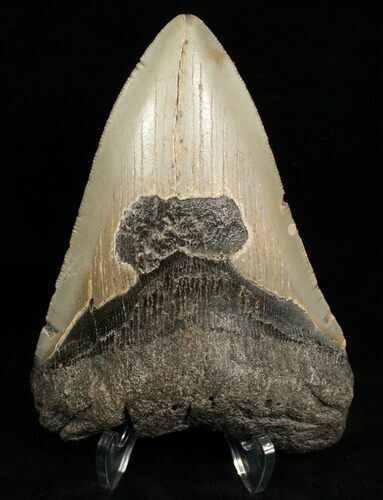 Bargain Megalodon Shark Tooth #6655